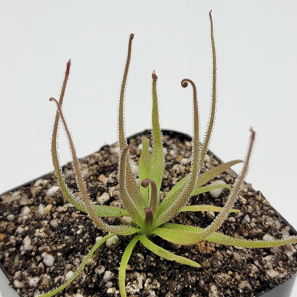 Medusa | Pinguicula medusina