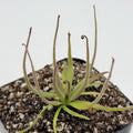 Medusa | Pinguicula medusina