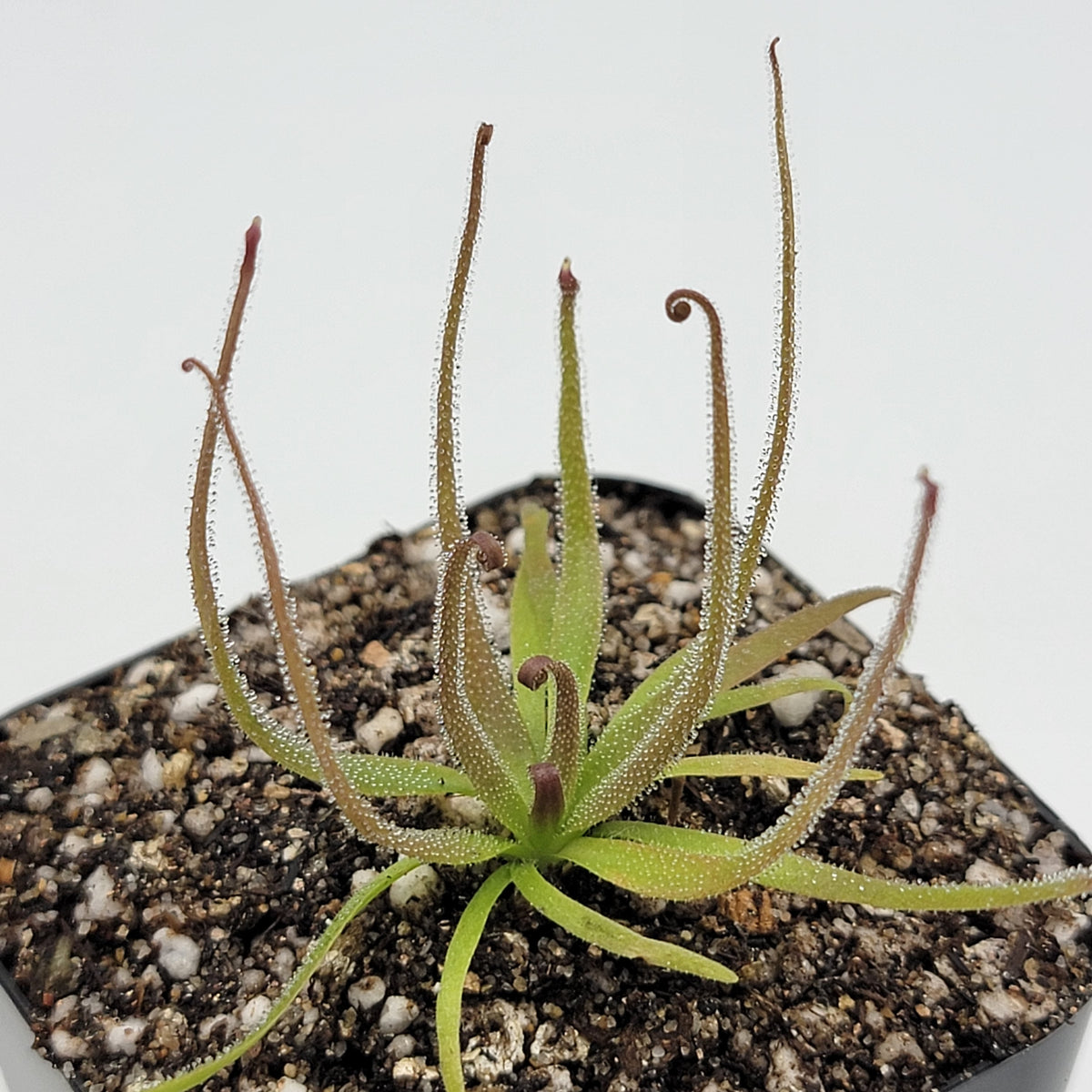 Medusa | Pinguicula medusina