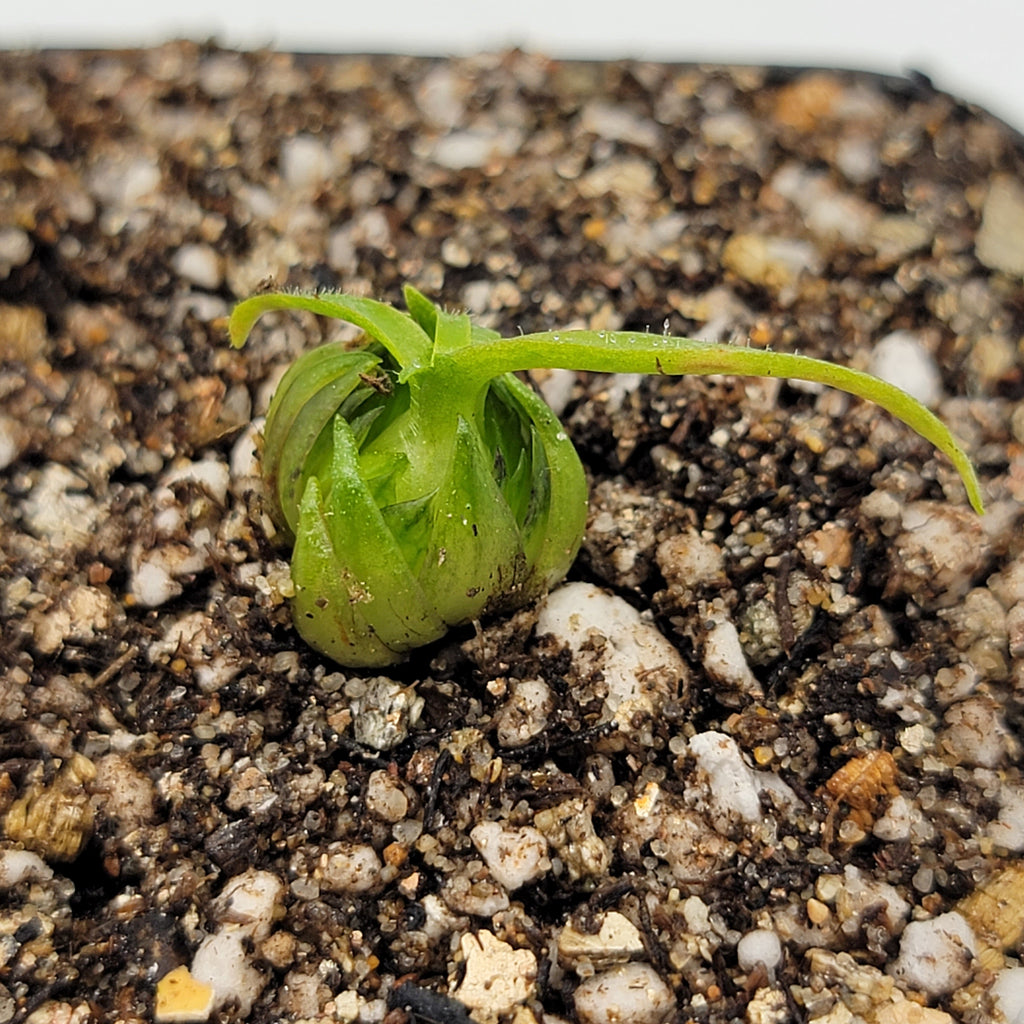 Medusa | Pinguicula medusina