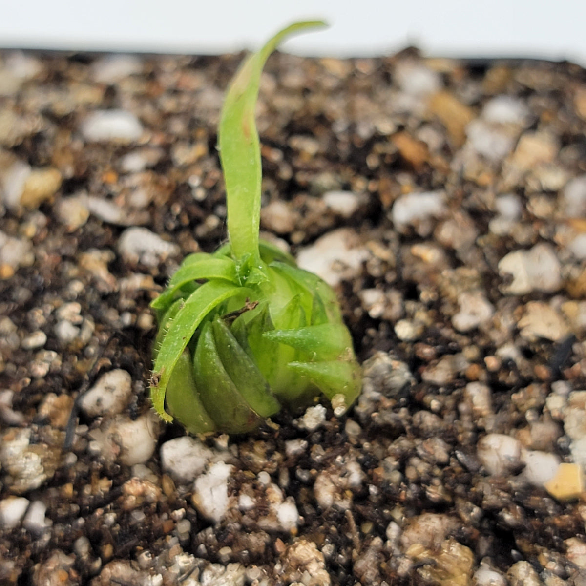 Medusa | Pinguicula medusina