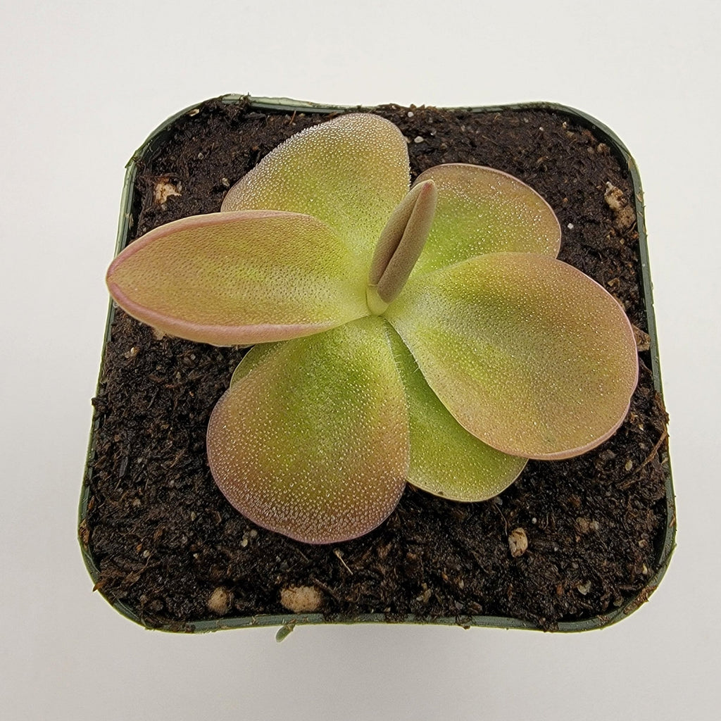 Pinguicula moranensis