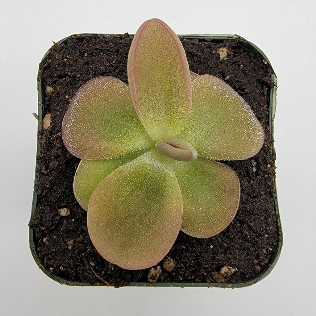 Pinguicula moranensis