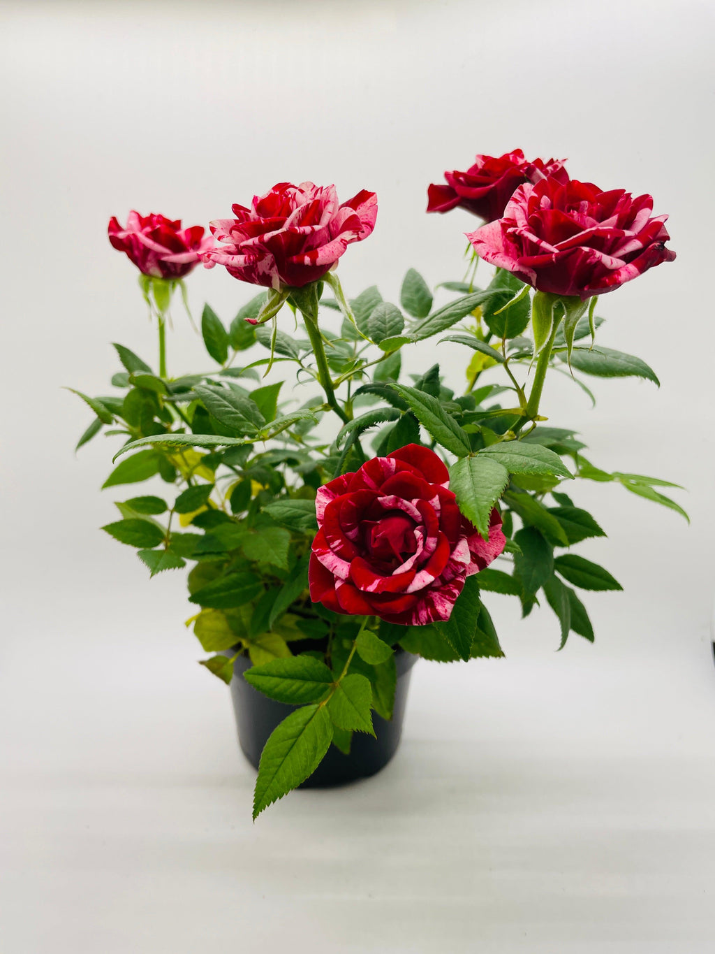 Miniature Tea Rose Flowering Plant