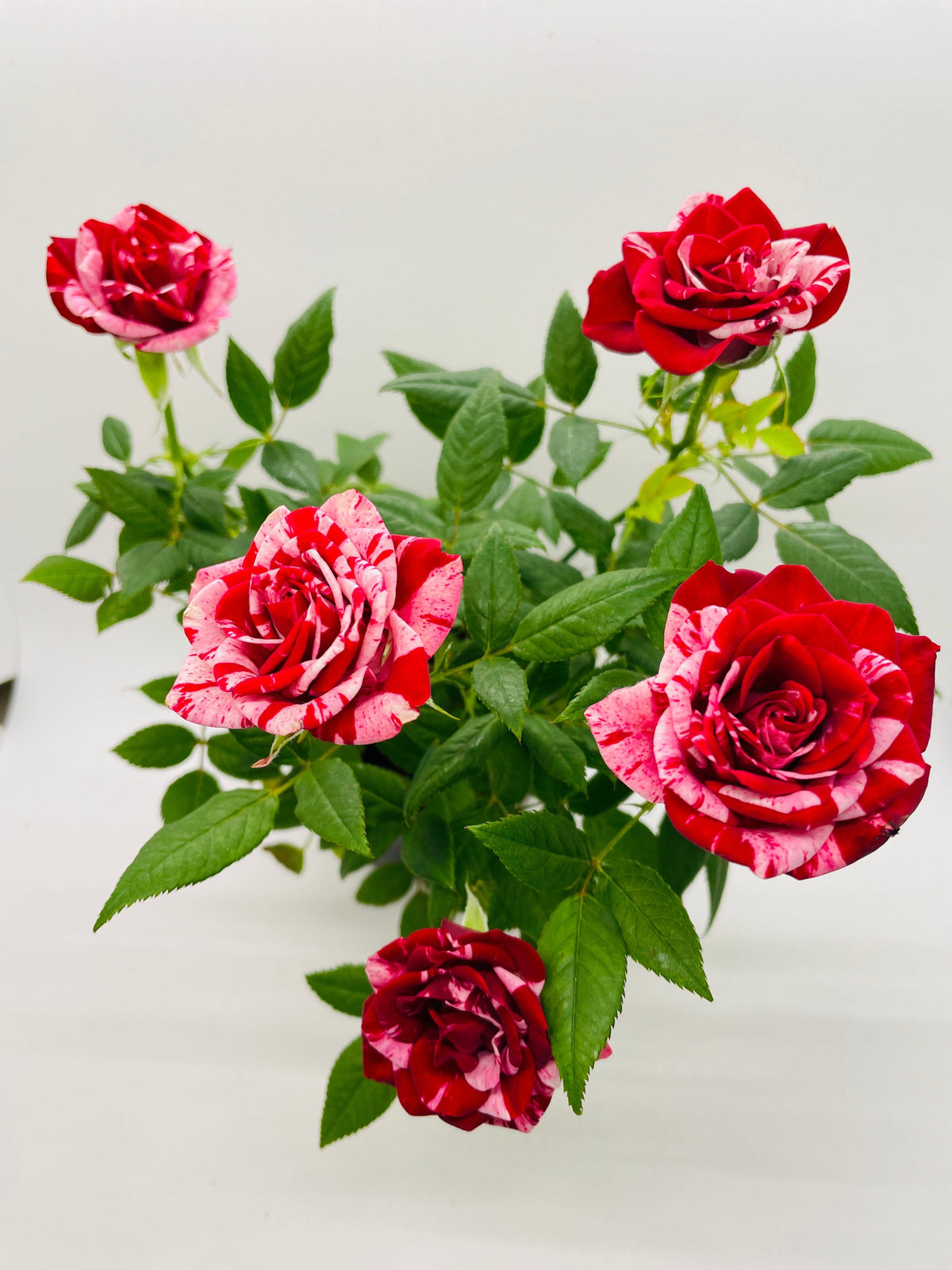 Miniature Tea Rose Flowering Plant