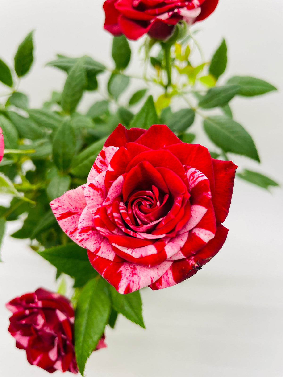 Miniature Tea Rose Flowering Plant