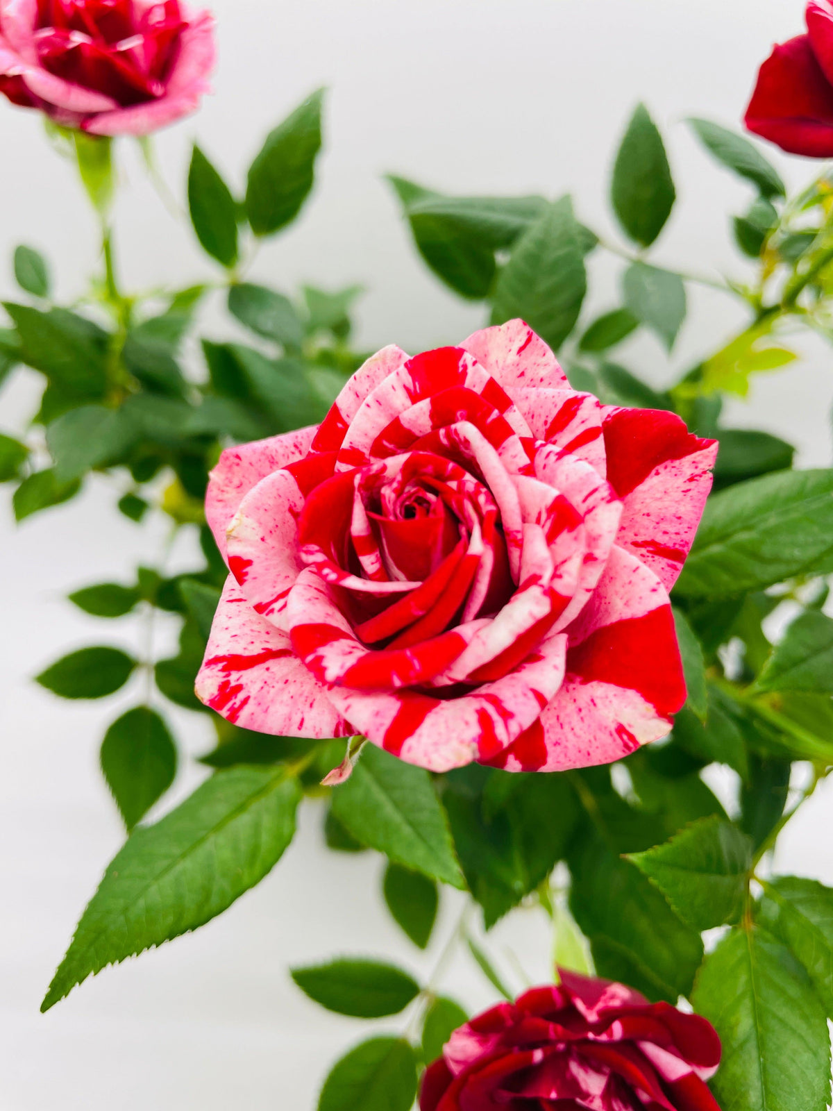 Miniature Tea Rose Flowering Plant