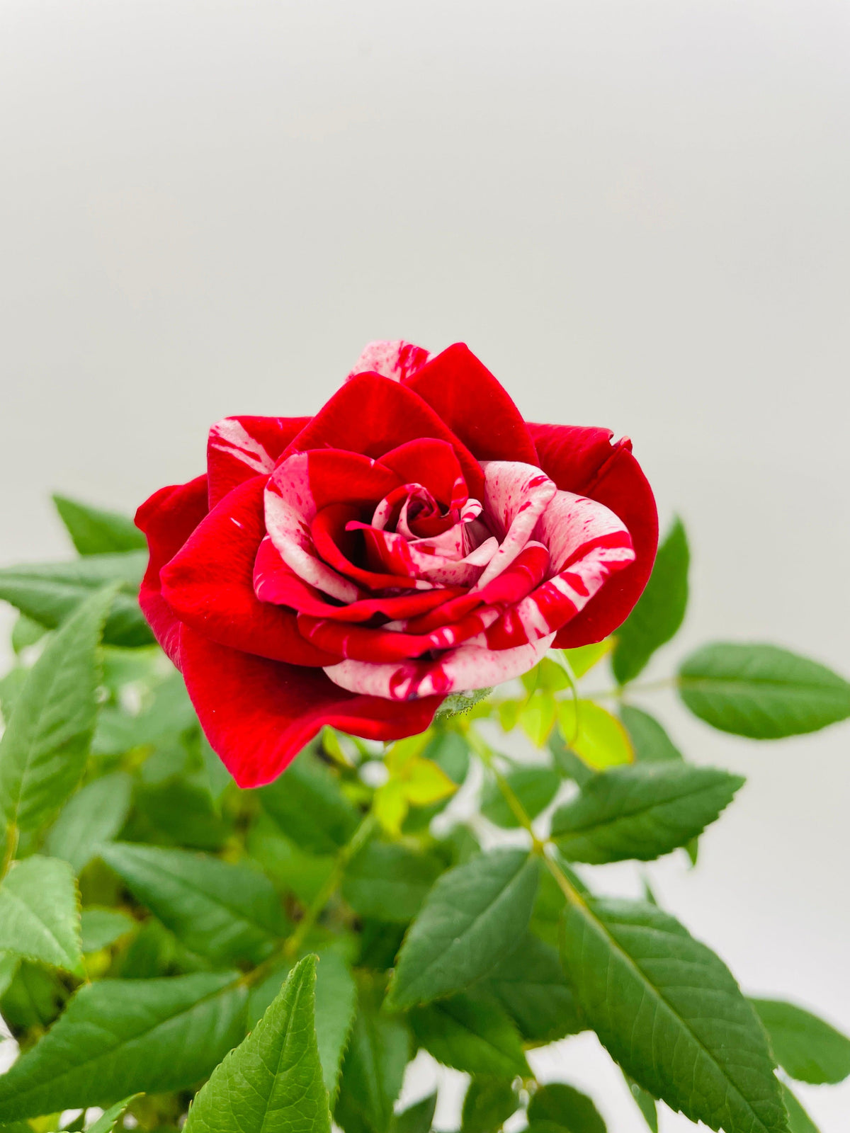 Miniature Tea Rose Flowering Plant