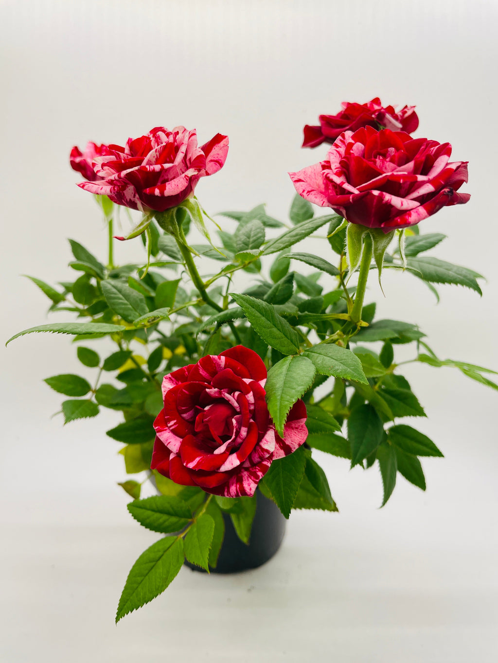 Miniature Tea Rose Flowering Plant