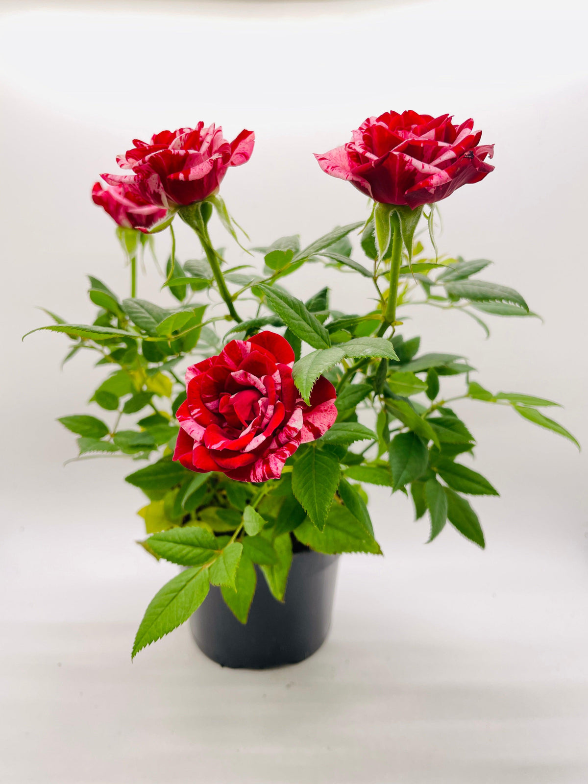 Miniature Tea Rose Flowering Plant