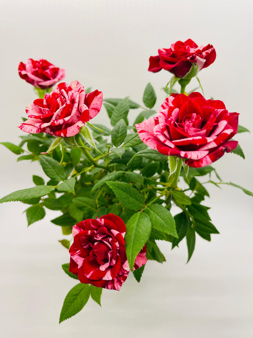 Miniature Tea Rose Flowering Plant