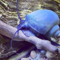Blue Mystery Snail | The Sapphire Wanderer