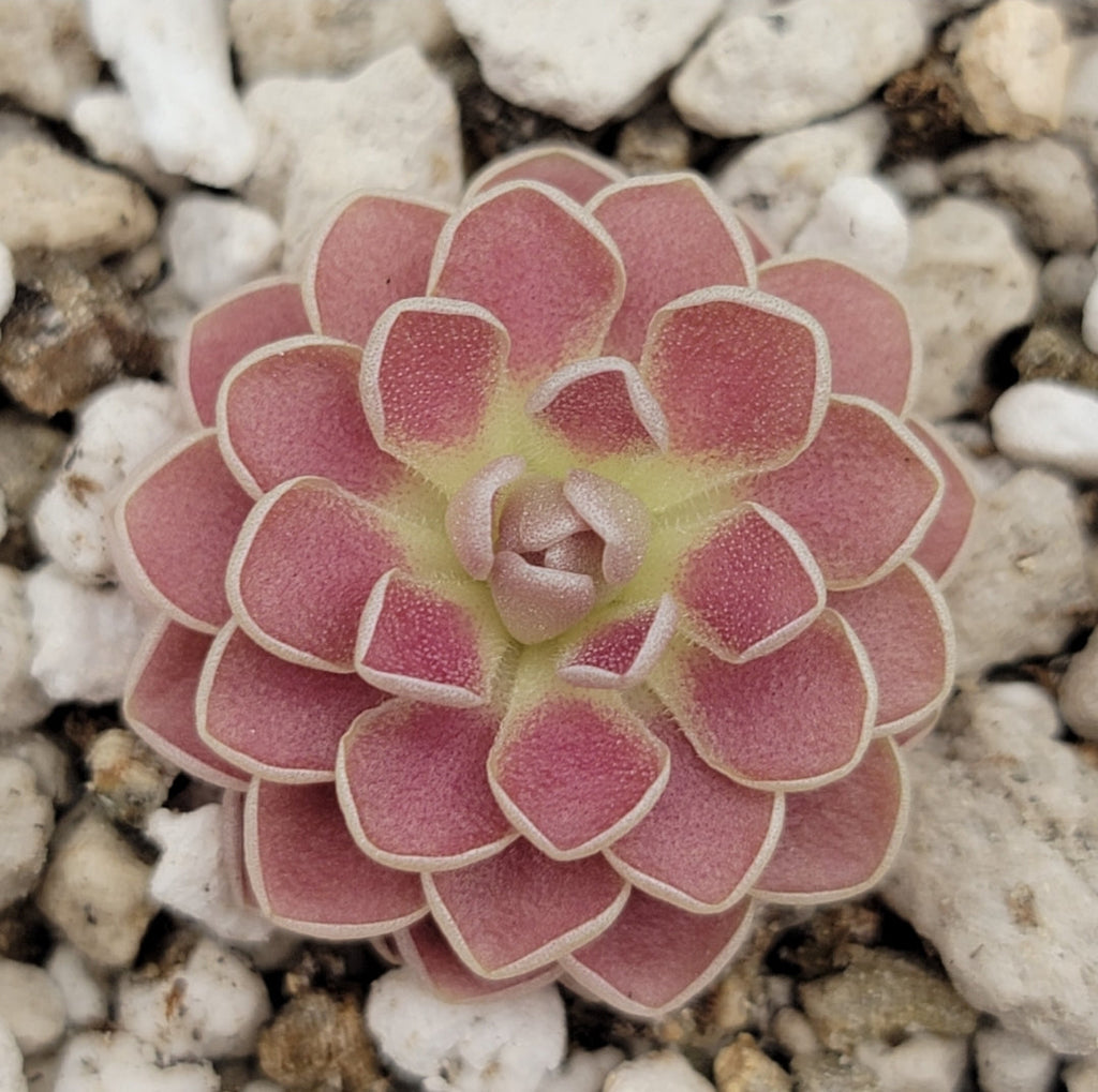 Pinguicula 'Florian'