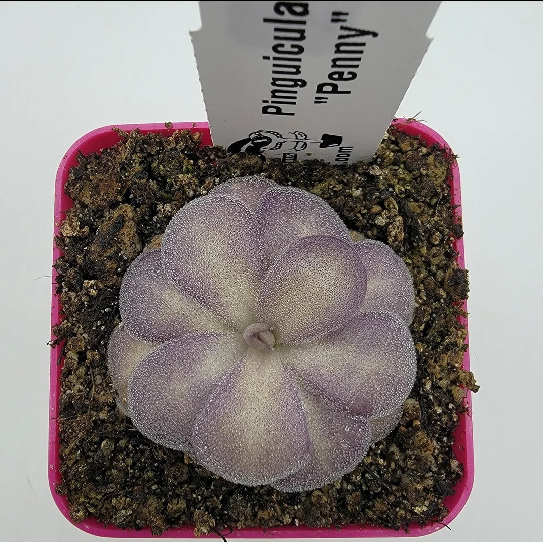Pinguicula "Penny"