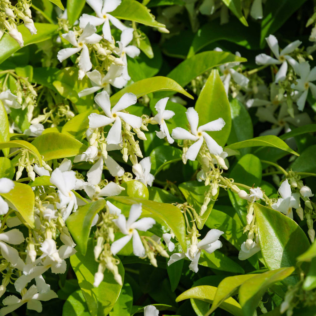 Teran | Star Jasmine