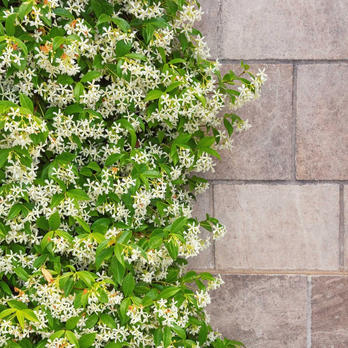 Teran | Star Jasmine
