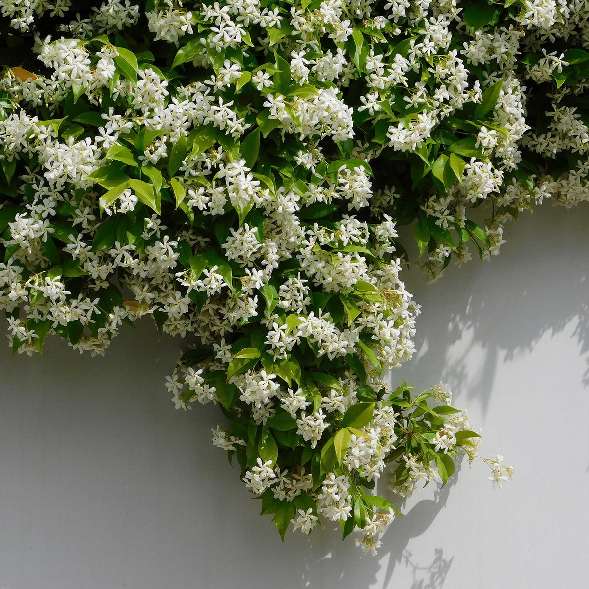 Teran | Star Jasmine