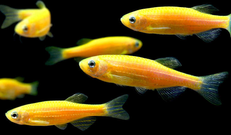 Zebra Danios | The Striped Speedsters