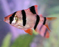 Tiger Barb | The Little Troublemaker