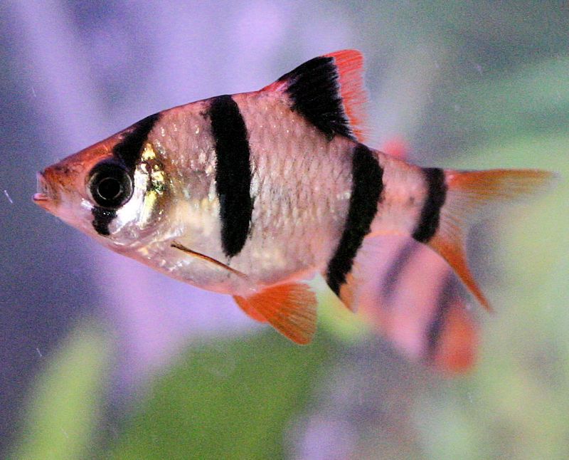 Tiger Barb | The Little Troublemaker