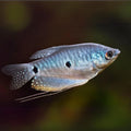 Opaline Gourami | The Moonstone Gentleman