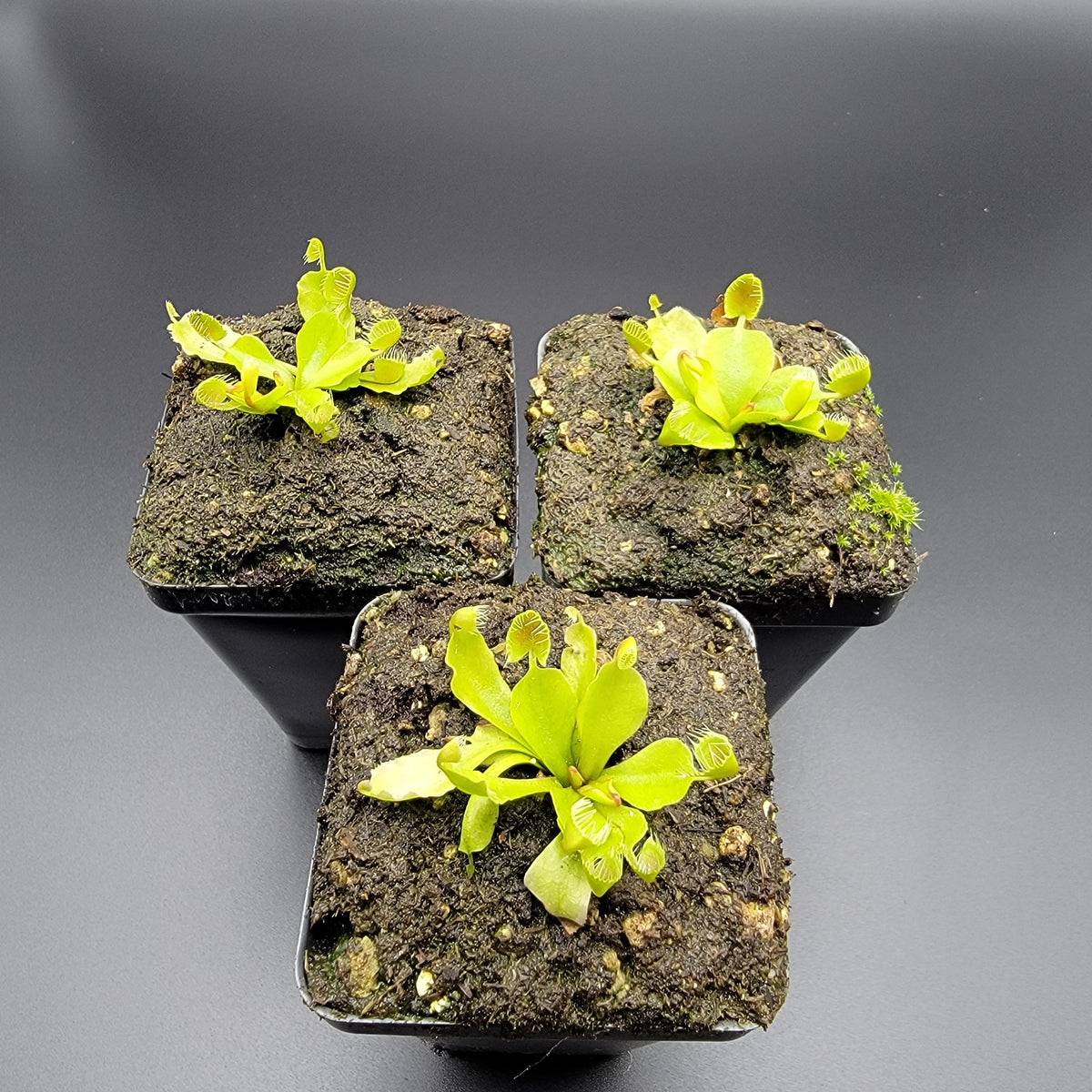 Venus flytrap (Dionaea muscipula) ‘Cupped Trap’