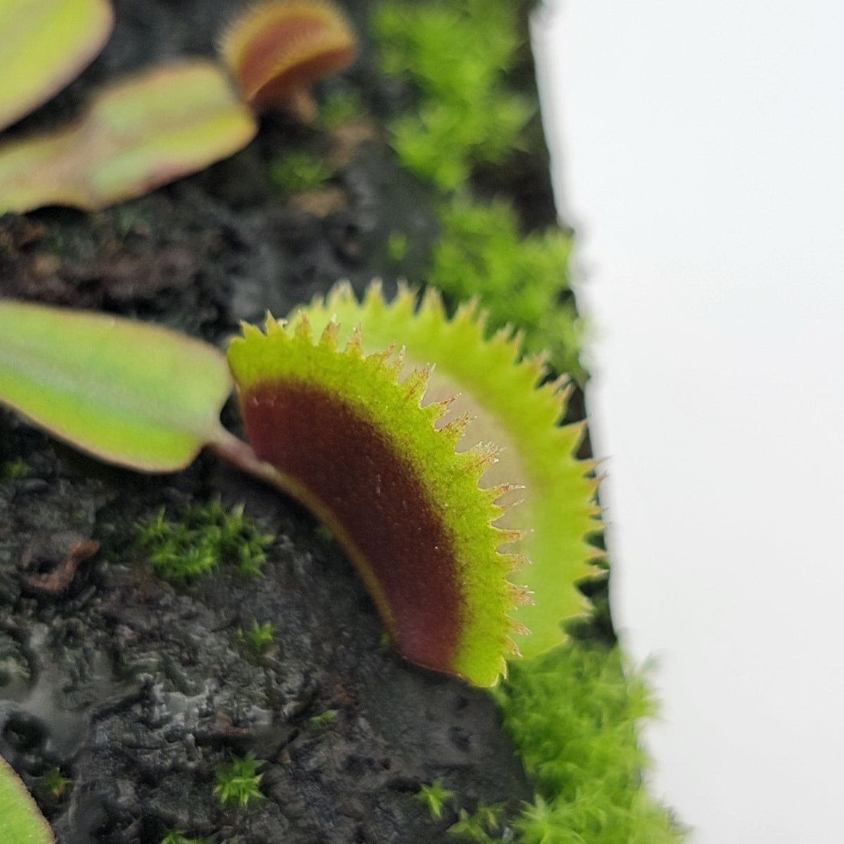 Venus flytrap (Dionaea muscipula)  "Midnight"