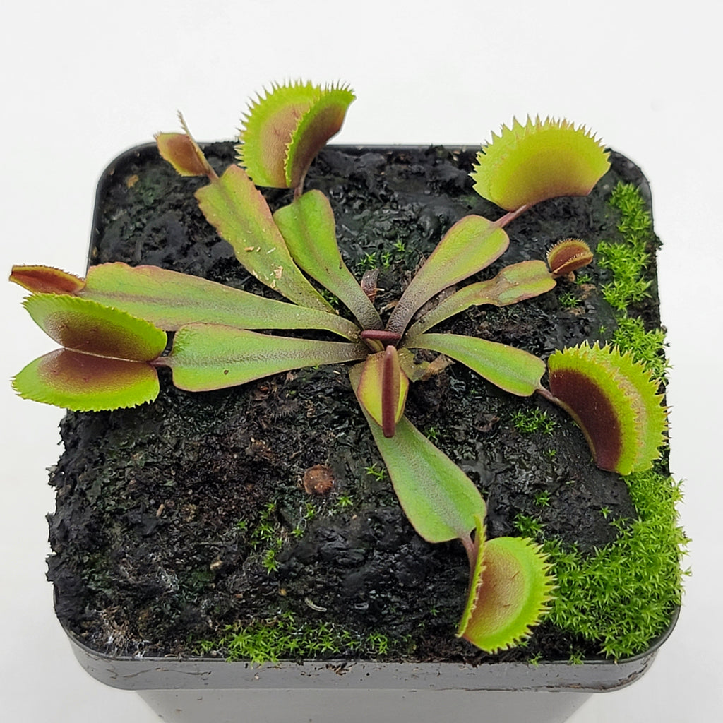 Venus flytrap (Dionaea muscipula)  "Midnight"