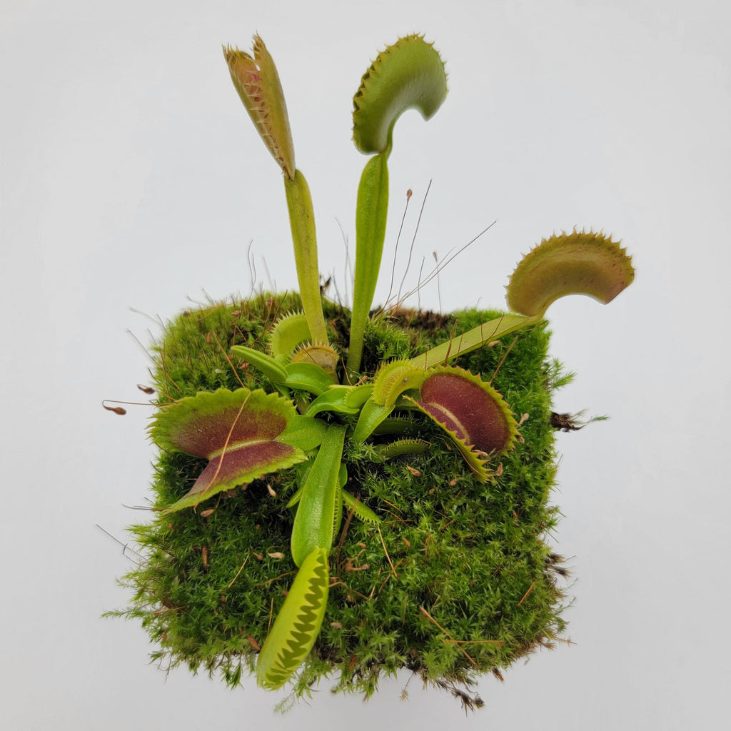Trevanian | Venus flytrap ‘Trev's Dracula'