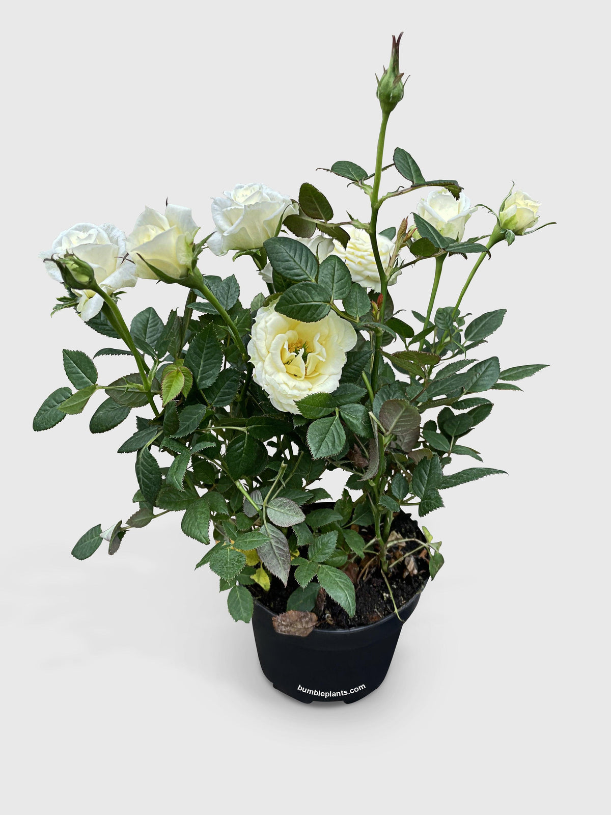 Miniature Tea Rose Flowering Plant