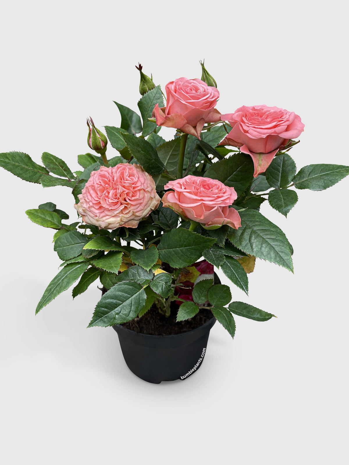 Miniature Tea Rose Flowering Plant
