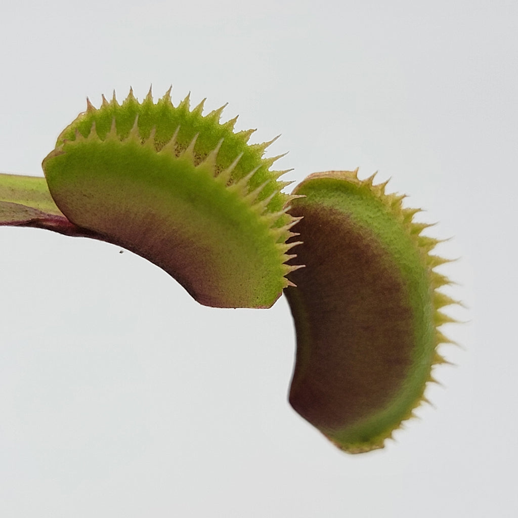 Dionaea muscipula 'Red Piranha'