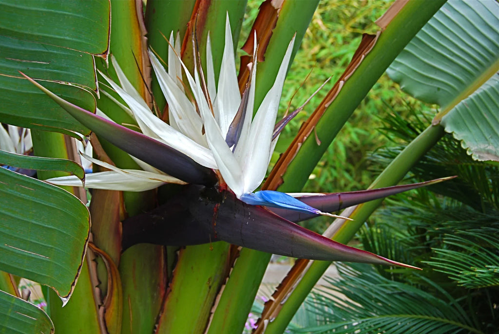 Catherine | White Bird of Paradise