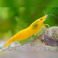 Yellow Shrimp | Little Drops of Sunshine