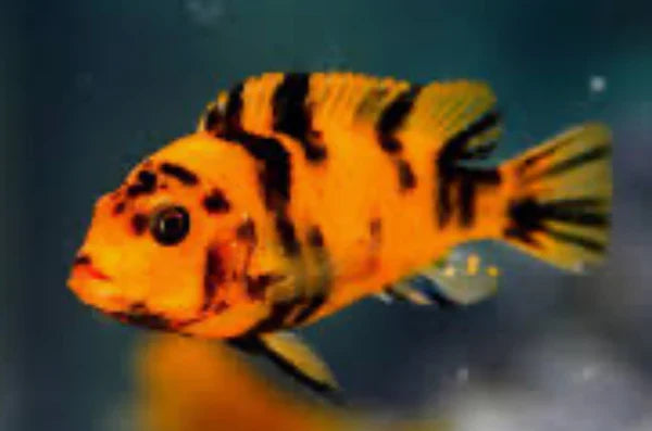 OB Zebra Cichlid | The Painted Maverick