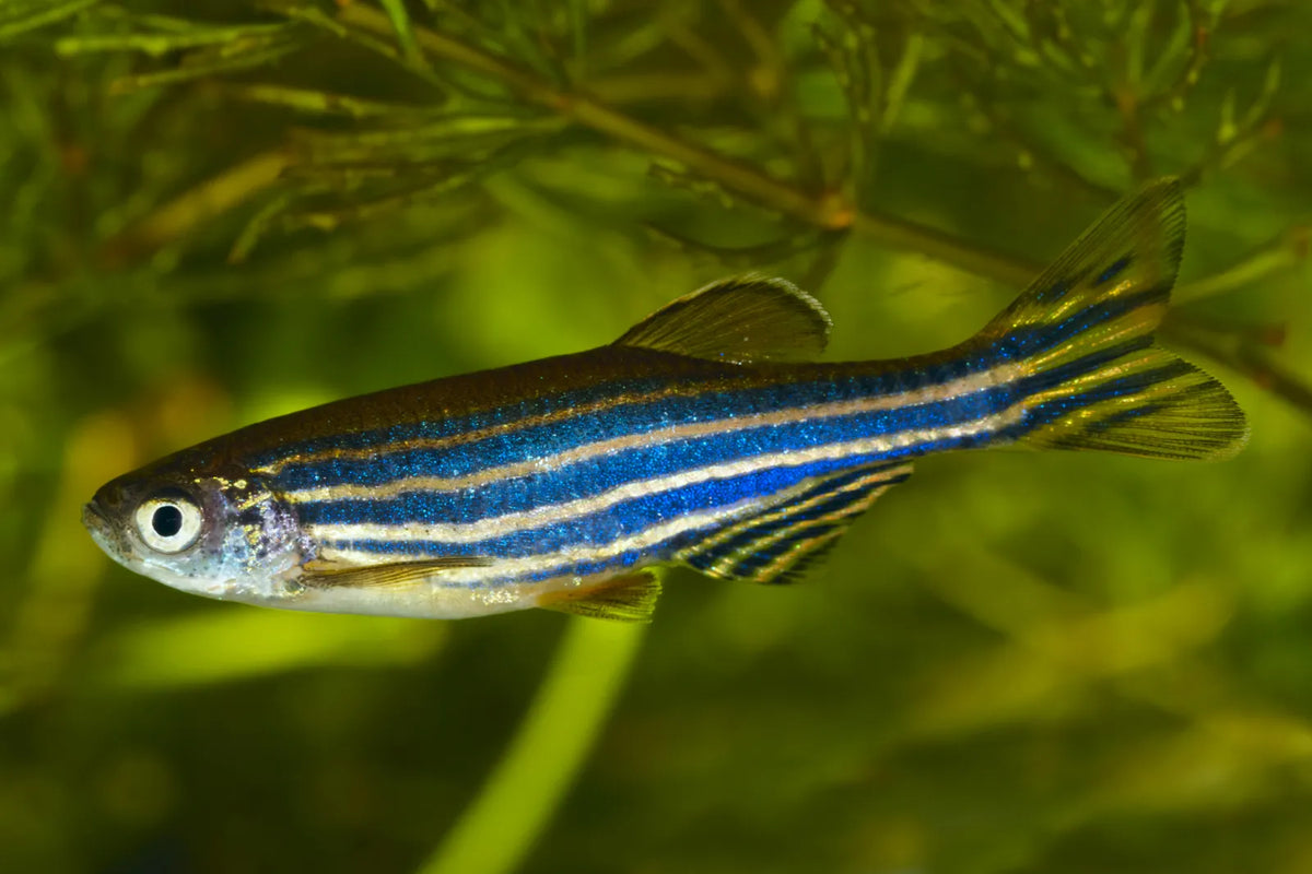 Zebra Danios | The Striped Speedsters