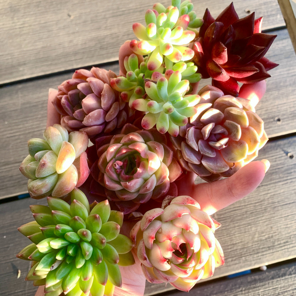 6 Pack Large Premium Assorted Succulents - Diameter 2"-3" Mix Plants Random Rare Succulents