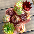 6 Pack Large Premium Assorted Succulents - Diameter 2"-3" Mix Plants Random Rare Succulents