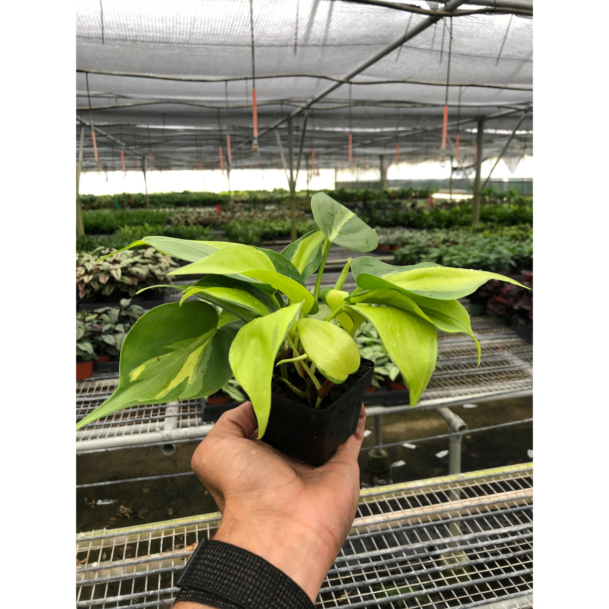 Bianca |  'Brasil’ Philodendron