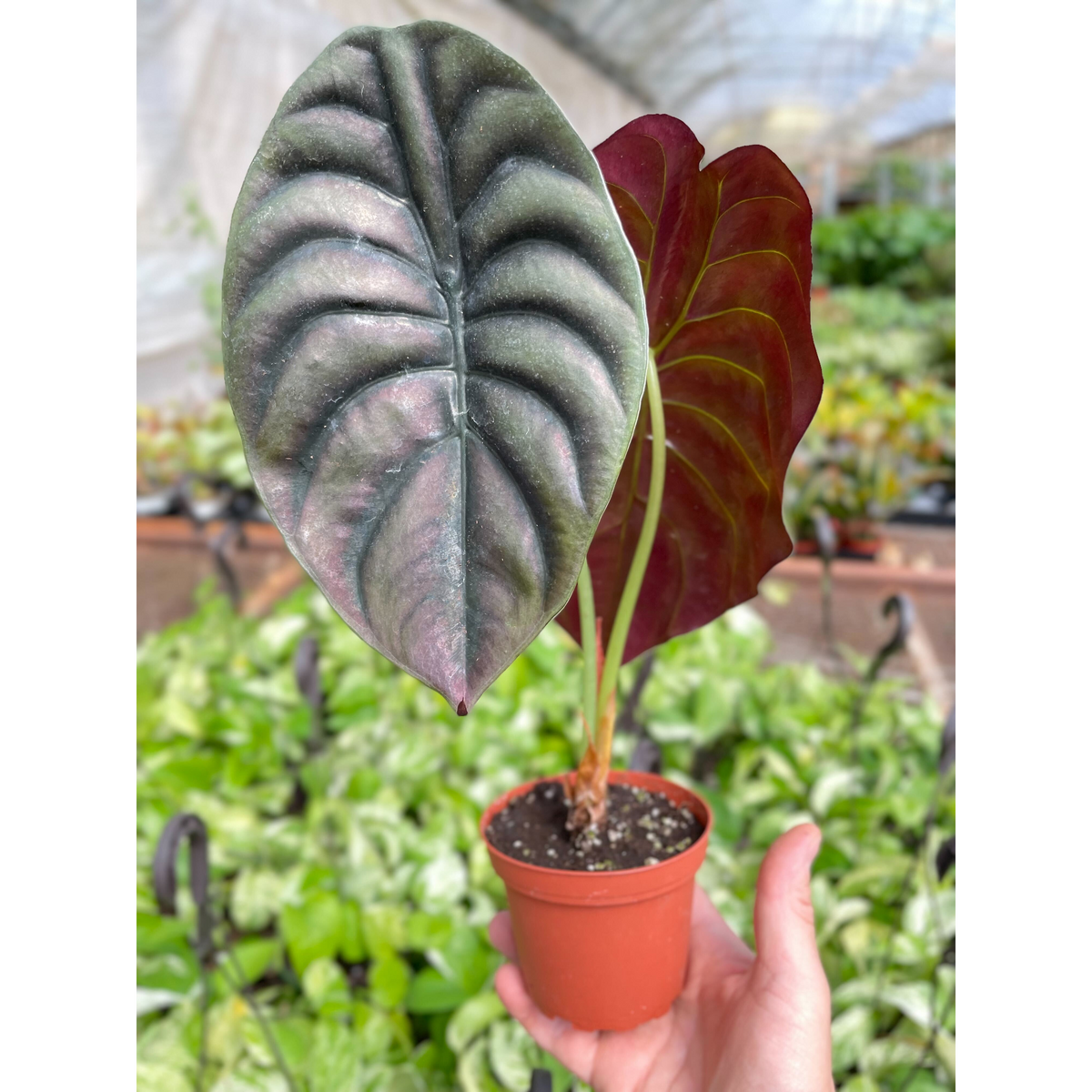 Edgar Allan Poe | Alocasia 'Red Secret'