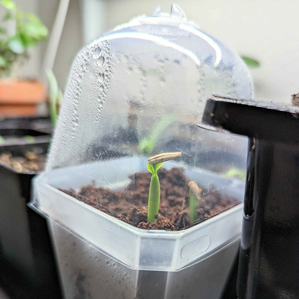 Adenium Obesum 'Desert Rose' Seeds