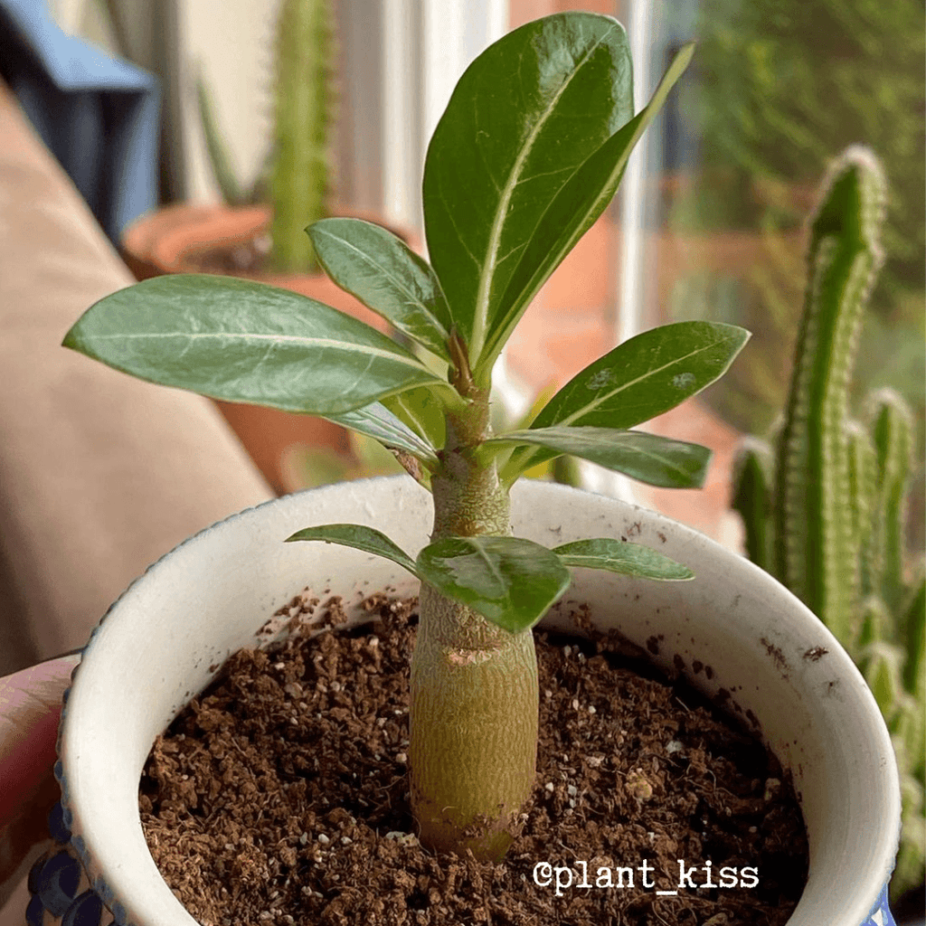 Adenium Obesum 'Desert Rose' Seeds