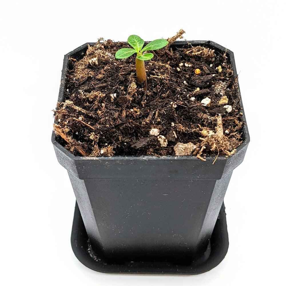 Adenium Obesum 'Desert Rose' Seeds