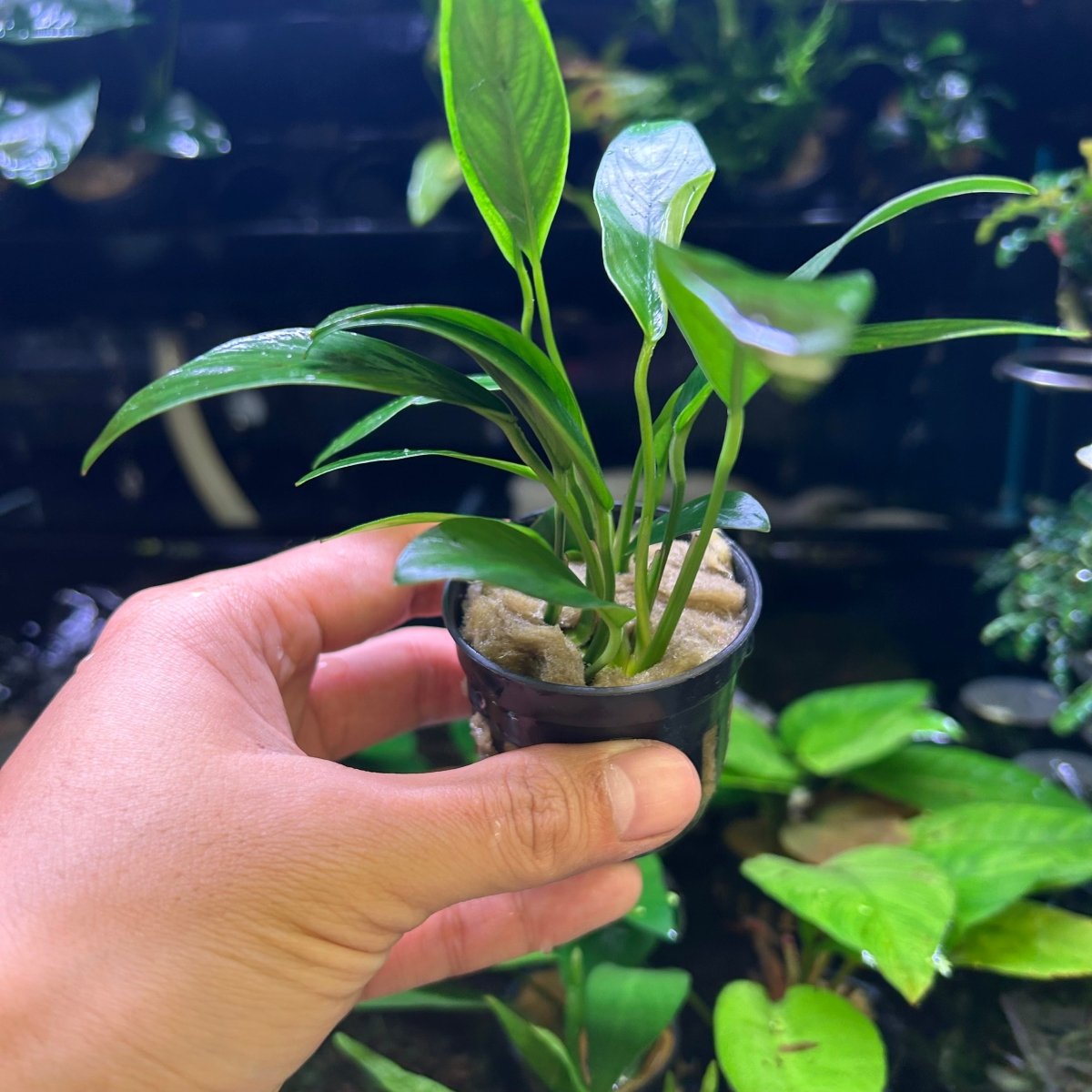Anubias Congensis (Thin Leaves) - Potted