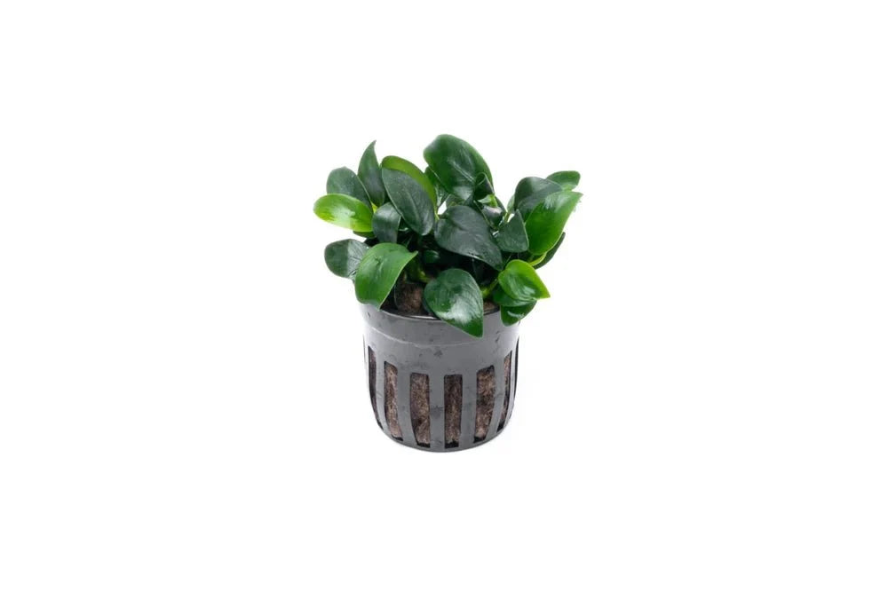 Anubias Nana Petite