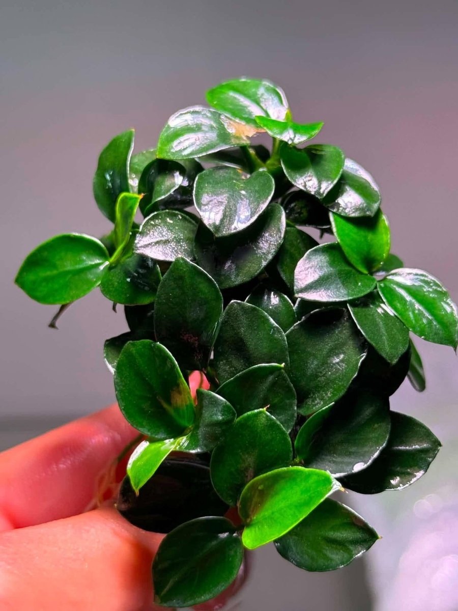 Anubias Nana Petite