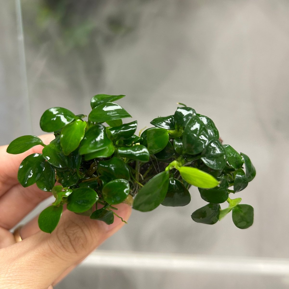 Anubias Nana Petite Sing on Nutripad