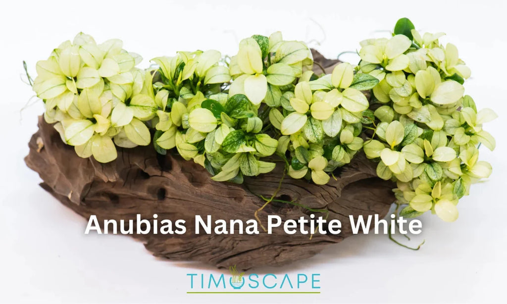 Anubias Nana Petite White