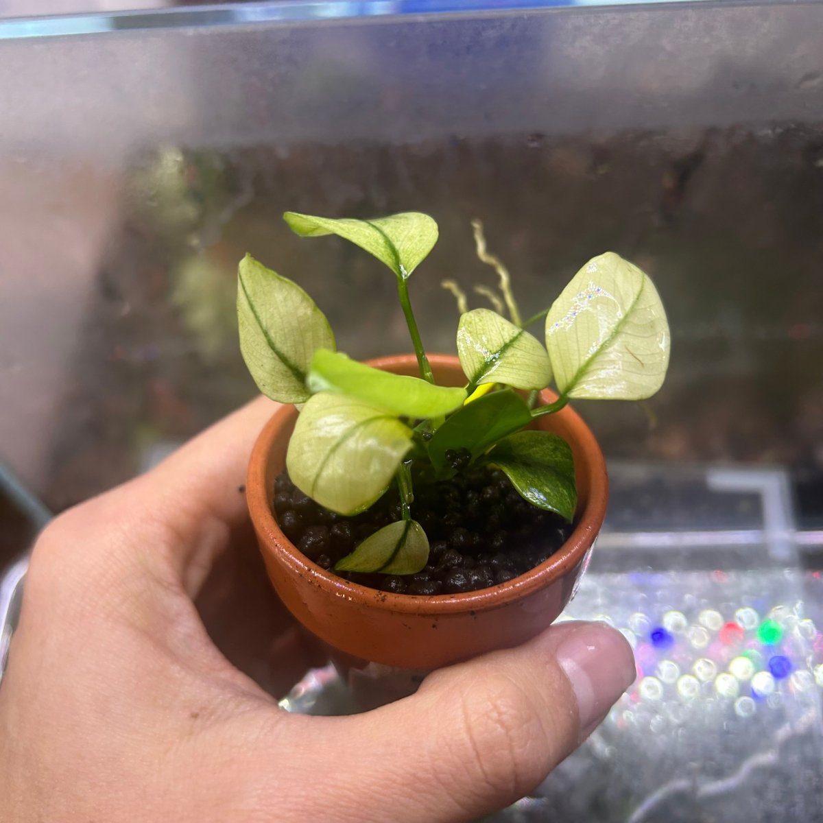 Anubias Broad White