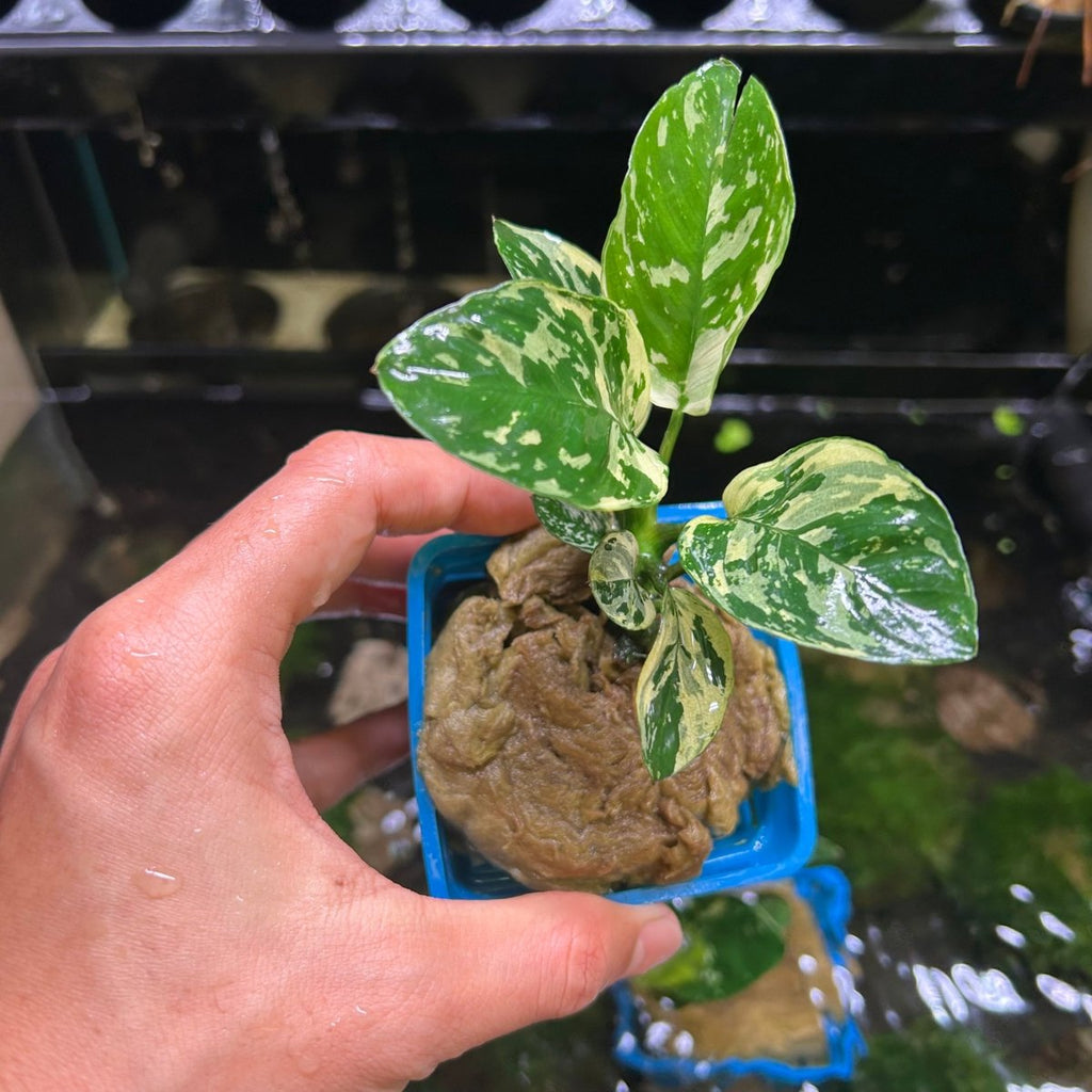 Anubias Varking